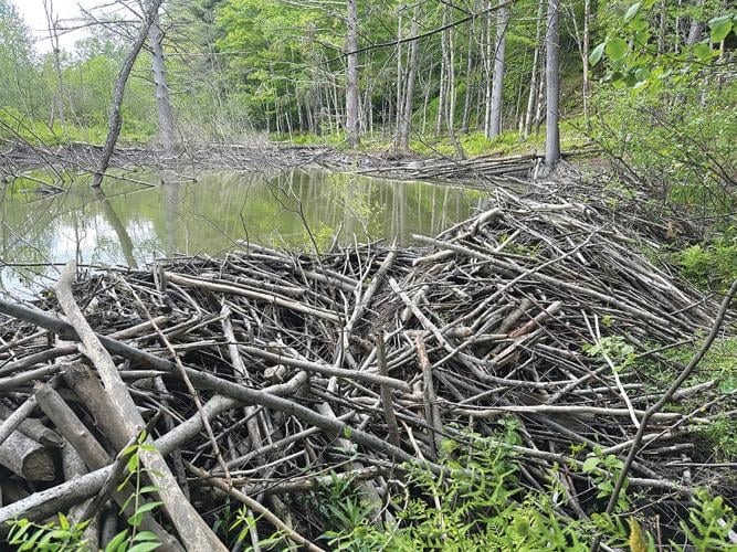 A large beaver dam made of sticks and branches spans a pond in a wooded area with trees and green foliage.