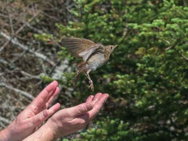 To track a rare songbird atop Mt. Mansfield, females prove a hard catch