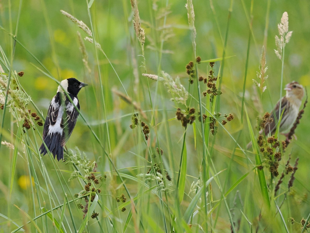 Bobolink birds are in decline. Vermont’s fields are key to changing that.