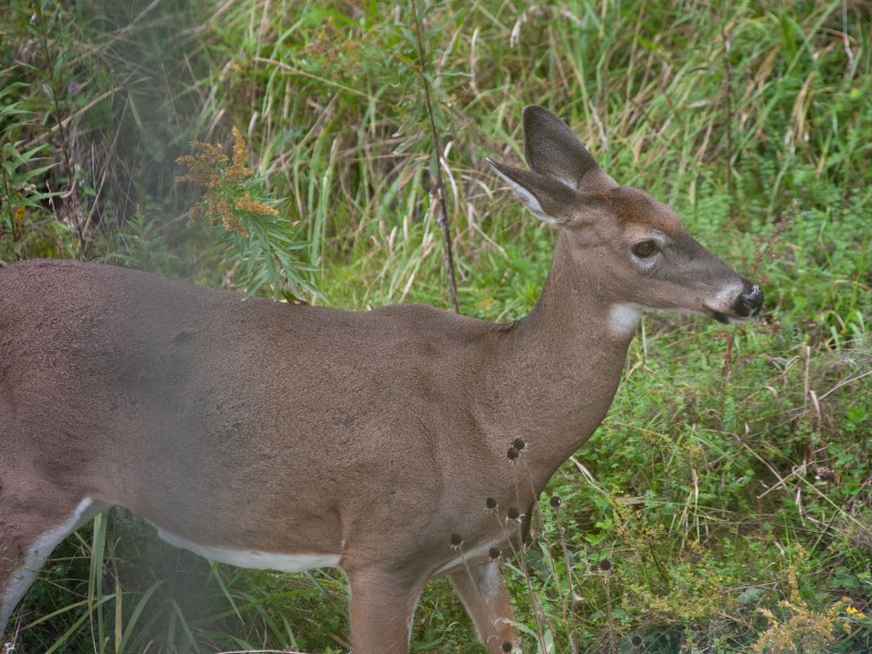 A deer surrounded by shrubs.