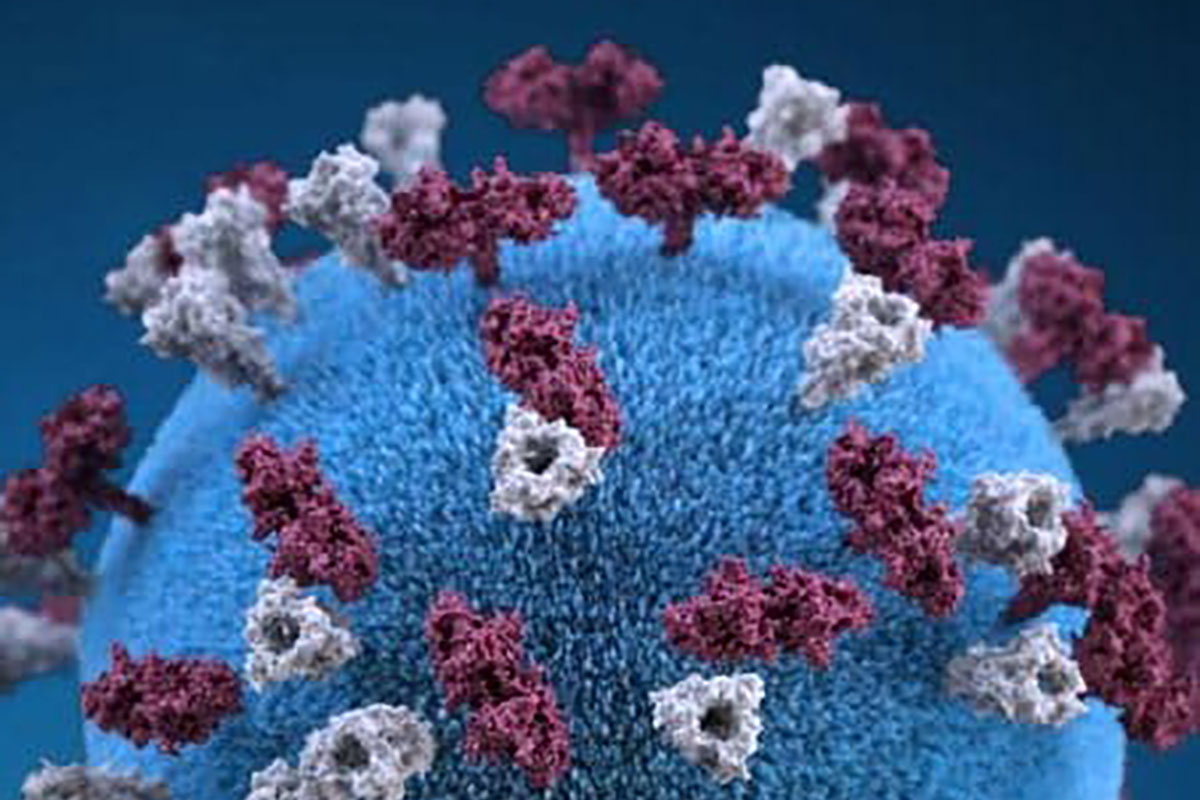 A close-up of a blue virus particle with maroon and white glycoprotein tubercles.