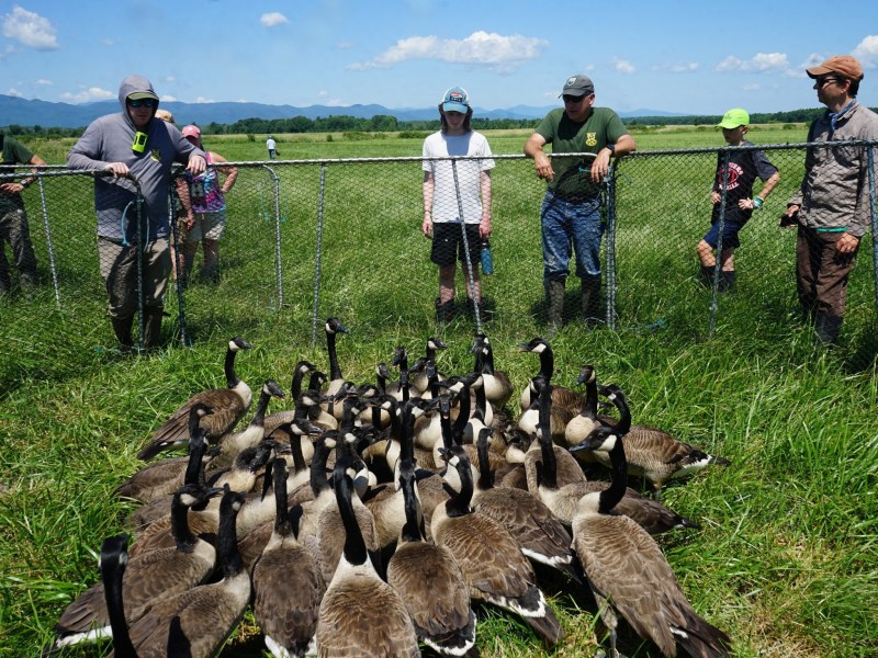 A group of people stands around a fenced enclosure filled with Canada geese on a grassy field under a sunny sky.
