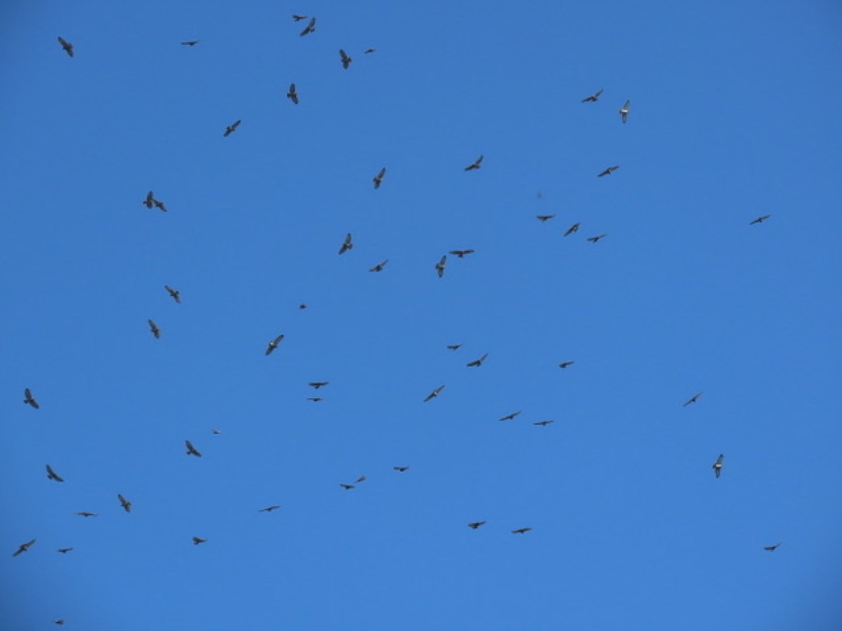 A flock of birds is flying against a clear blue sky.