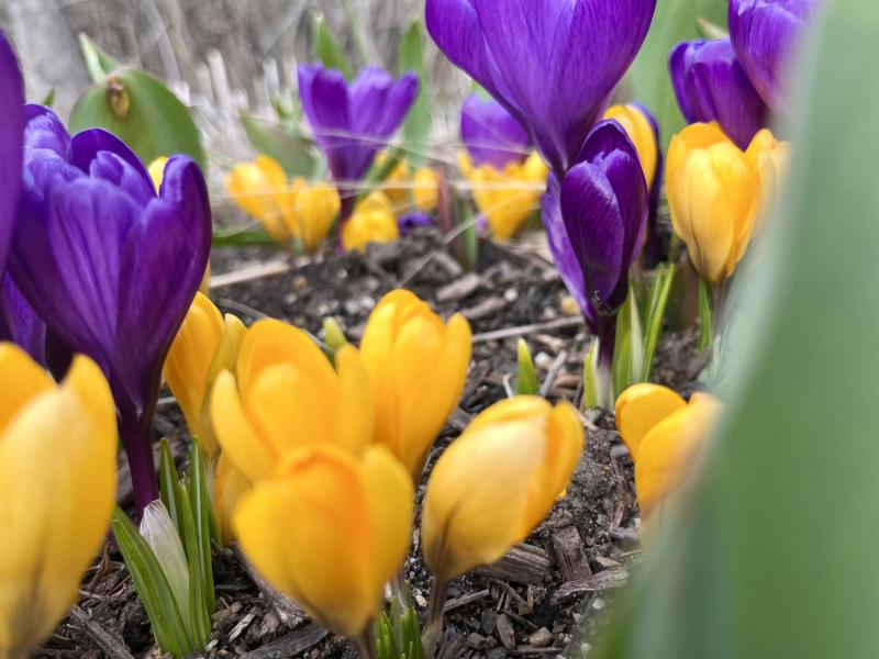 Yellow and purple crocuses grow closely together in a garden bed, surrounded by soil and small bits of mulch.