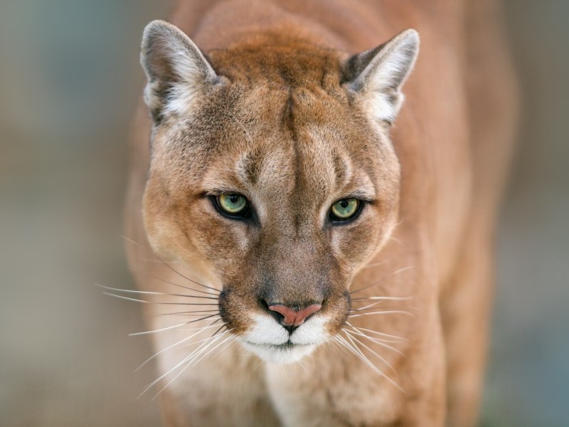 A close-up view of a cougar, also known as a mountain lion, with focused green eyes and light brown fur, facing forward against a blurred background.