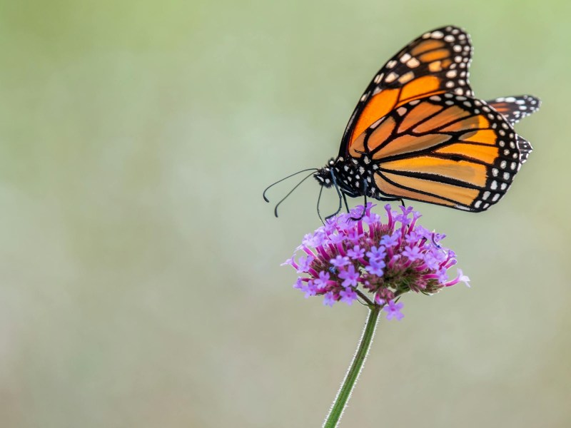 A monarch butterfly with orange and black wings perches on a purple flower against a blurred green background.