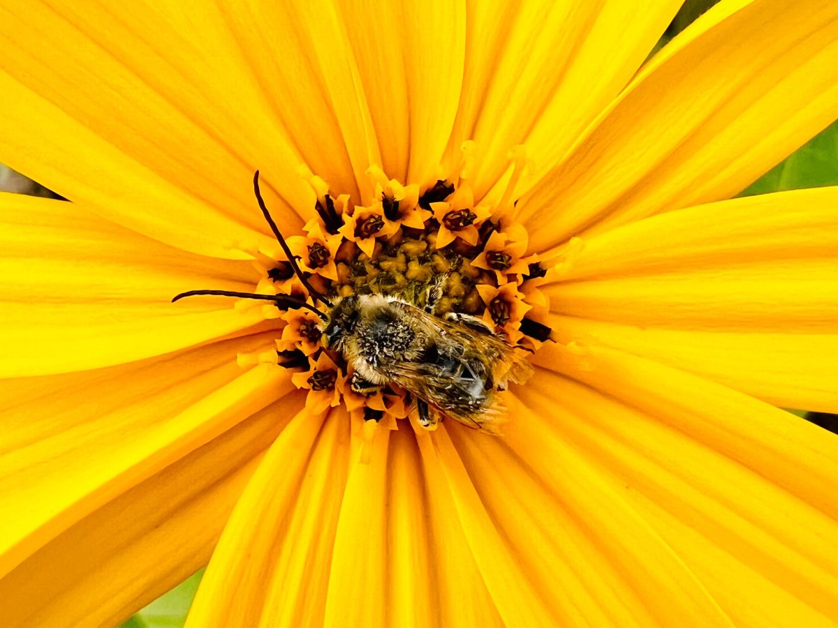 How to support Vermont’s pollinators in your garden or backyard