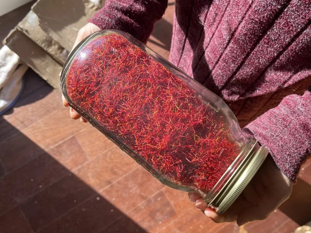 Person holding a large glass jar filled with red saffron threads, illuminated by sunlight.