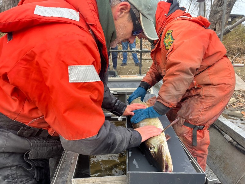 Two people in orange waterproof suits examine a fish on a metal table outdoors. One person holds the fish while the other takes a measurement.