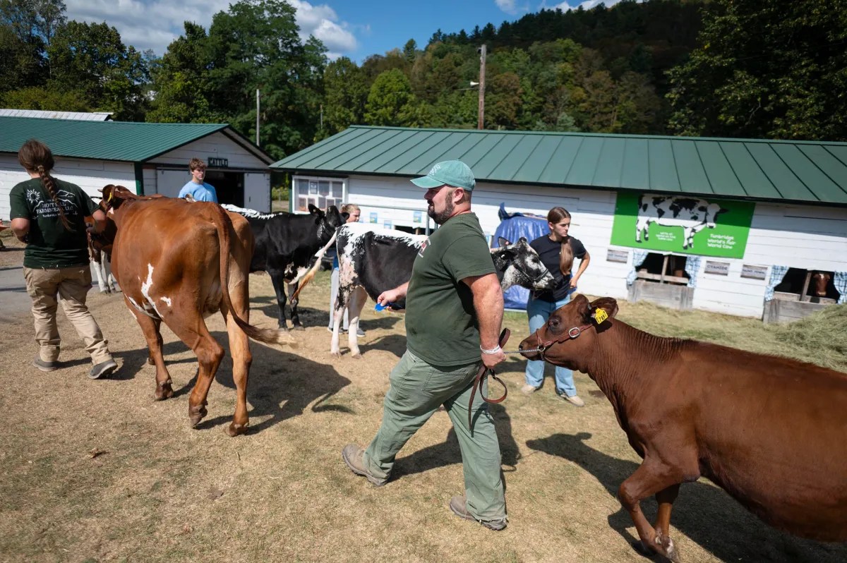 People lead several cows past white barns at a rural fair or livestock event on a sunny day.