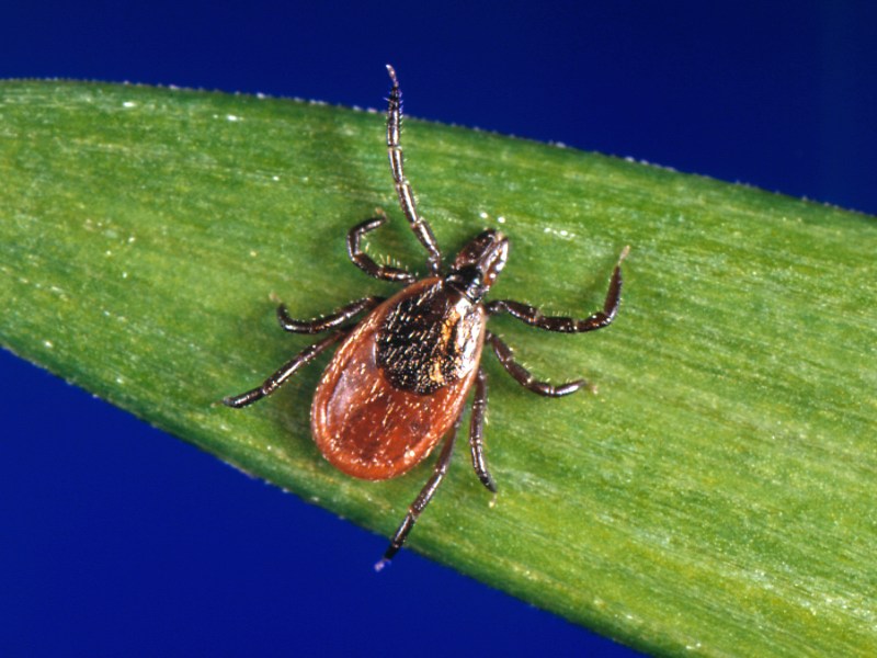 A close-up of a tick with a reddish-brown body and dark legs crawling on a green blade of grass against a blue background.