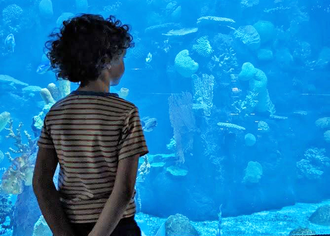 A child in a striped shirt stands with hands behind back, looking at an aquarium tank filled with coral and fish.