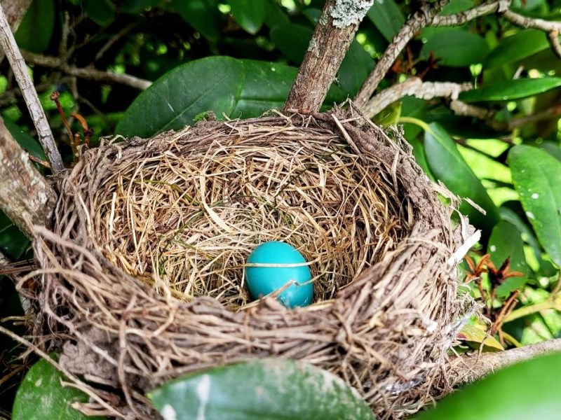 A single blue egg rests in a small, neatly woven bird's nest surrounded by green leaves and branches.