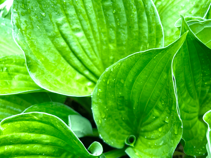 Close-up of vibrant green leaves with visible veins and water droplets on the surface.